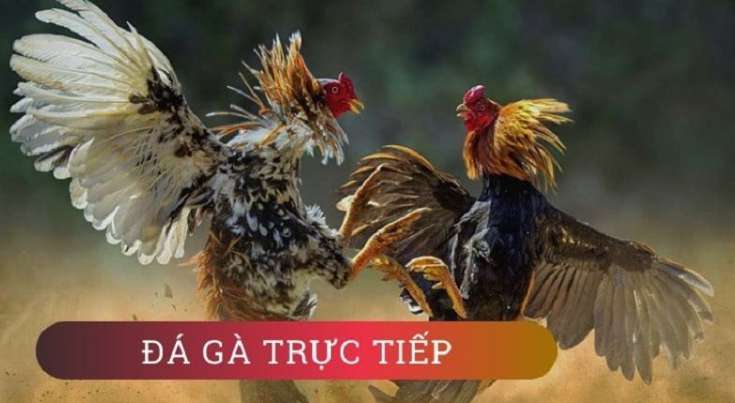 Va88com có phải là một trang web game uy tín không? - Va88